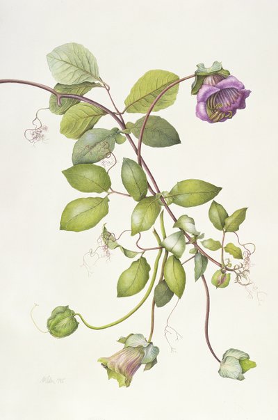 Cobea Scandens by Margaret Ann Eden